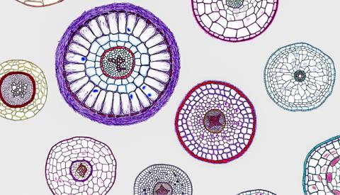 식물 뿌리의 놀라운 전략 – Sciencetimes