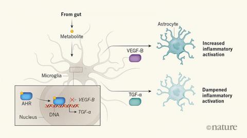 장내미생물이 내놓는 대사산물(metabolite)인 I3S가 미세아교세포(microglia)에 작용해 뇌의 염증반응을 억제한다는 사실이 최근 밝혀졌다. I3S는 전사인자 ARH를 활성화해 별아교세포(astrocyte)의 염증반응을 촉진하는 VEGF-B(위)의 유전자 발현을 억제하고 염증반응을 억제하는 TGF-α(아래) 유전자 발현을 촉진한다. ⓒ 네이처