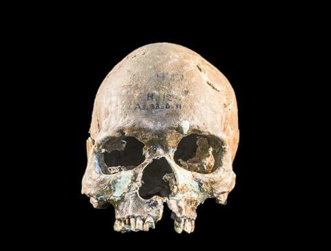 말레이시아 반도의 고고학 유적지인 구아 차(Gua Cha)에서 발굴된 호아비니안인의 두개골 CREDIT: Fabio Lahr