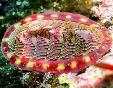 사본 -1280px-Tonicella-lineata