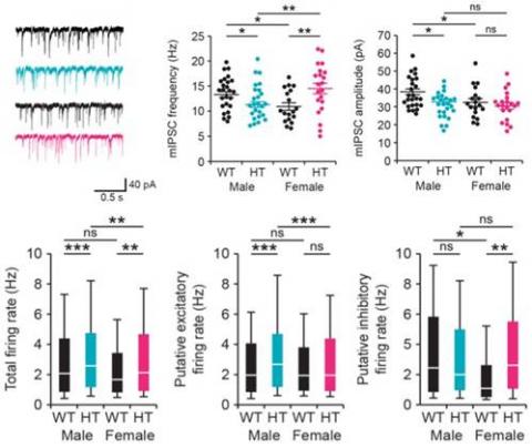 (위) 해마의 피라미드 신경세포 세포간 신호전달 정도(mIPSC)를 측정한 결과, CHD8 돌연변이 수컷 생쥐의 경우 빈도수와 너비 폭이 모두 감소한 데 반해 암컷에게선 빈도수가 증가한 것을 볼 수 있다. (아래) 해마 뉴런 세포 바깥에서 일어나는 전기생리적 변화인 '발화 정도'(firing)를 살폈더니 수컷 돌연변이는 흥분성 뉴런 발화 정도가 증가한 반면 암컷은 억제성 뉴런 발화 정도가 늘었다.