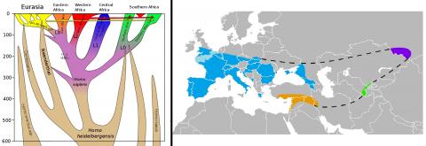 오른쪽 그림은 지난 60만년 동안 이뤄진 현생인류의 계통발생 그림. 가로축은 지리적 위치, 세로축은 시간(1000년 단위)을 나타낸다(2018.01.14). 오른쪽 그림은 발견된 화석에 따라 나타낸 네안데르탈인들의 분포 지역. 유럽(파란색), 서남아시아(오렌지색), 우즈베키스탄(녹색) 및 알타이 산맥(보라색). 네안데르탈인 이후에 아프리카를 빠져나온 현생인류는 네안데르탈인이 분포한 여러 지역에서 이들과 만나 이종교배를 하고, 여기에서 여러 종류의 바이러스와 바이러스 방어수단이 현대인에게 유전됐을 것으로 추정되고 있다.  CREDIT: Wikimedia Commons