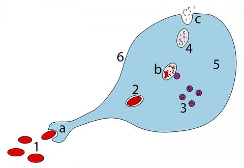 마크로파지가 병원체를 소화하는 단계별 모습. a. 식균작용을 통한 섭취, 식포(phagosome) 형성. b. 소체인 리소좀과 식포 융합을 통해 포식용해소체(phagolysosome) 형성, 병원균은 효소에 의해 분해됨. c. 폐기물을 세포 밖으로 내보내거나 동화시킴. Parts: 1. Pathogens 2. Phagosome 3. Lysosomes 4. Waste material 5. Cytoplasm 6. Cell membrane. 일부 병원균의 지속생존 세포들은 마크로파지의 이런 소화작용에서 벗어나 있다. Credit: Wikimedia Commons / XcepticZP