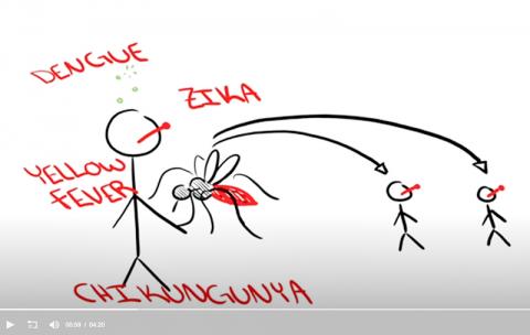 모기가 옮기는 각종 질병들. 연구 요약 비디오 캡처.  CREDIT: Duvall et al./Cell