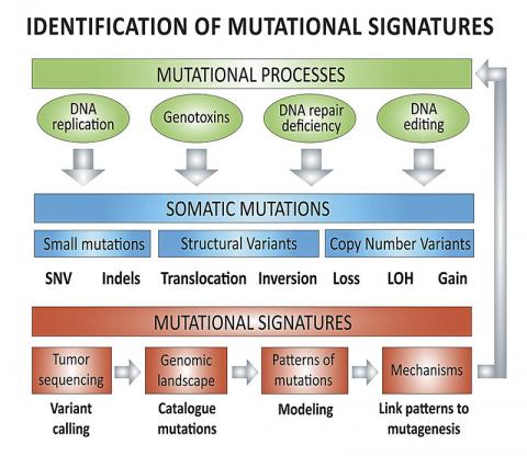 인체 돌연변이 서명을 식별하는 개념적 작업 흐름. 다양한 돌연변이 생성 과정이 종양의 모양을 형성한다. 암 돌연변이의 근본적인 패턴을 해독하면 이러한 반복적인 돌연변이의 패턴들 사이의 관계를 밝혀내고 가능한 인과적 돌연변이의 과정을 추론할 수 있다. Credit: Wikimedia Commons /Mylinhthibodeau