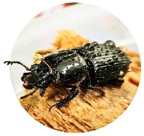The parasitic beetle works together on a family basis to protect the log tunnel house and look after the young. A new study by Berkeley Lab found that the beetle's different microbes also helped survive the young. RELIGION: Javier Ceja-Navarro / Berkeley Lab