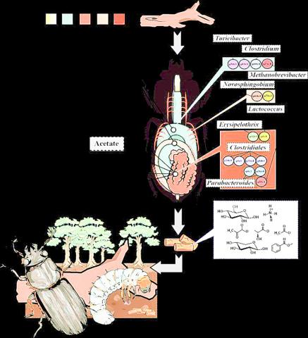 Microbiological distribution and synthesis of parasitic tails and metallic processes of parasitoid beet. In the intermediate area (GM), the plant polymer has changed to a simple part and then pushed into the external recall (AHG). Then the nitrogen fixings and the presence of chemicals and hydrogen will be made. The depopulation of plant biofuels continues in an original shed (AHG) and released to feed and shelter, rich with metals such as acetates and ethanol and ethanol.