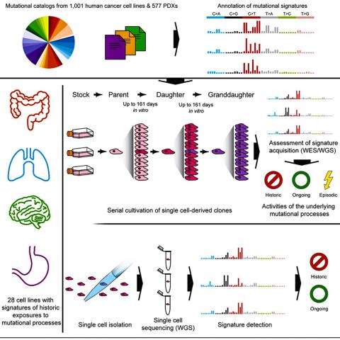 논문(Characterizing Mutational Signatures in Human Cancer Cell Lines Reveals Episodic APOBEC Mutagenesis, March 7, 2019)의 그래픽 요약. ⓒ Cell Press