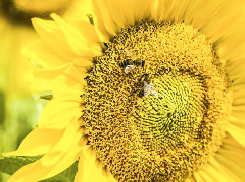 It has been shown that the bee brain is able to connect symbols with numbers, and bees have been identified to understand the concept. CREDIT: RMIT University