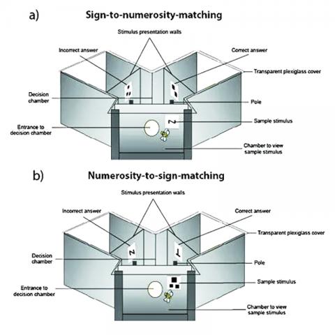 Details of the experimental environment used to train and test bees. CREDIT: RMIT University