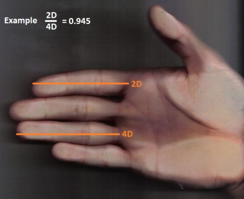 ‘검지와 약지의 길이 비율(2D:4D ratio)’과 관련된 연구 논문이 잇따라 발표되면서 손가락 길이로 사람의 성경, 성적 성향, 건강 상태 등을 체크할 수 있다는 연구 결과들을 놓고 논란이 벌어지고 있다. ⓒWikipedia