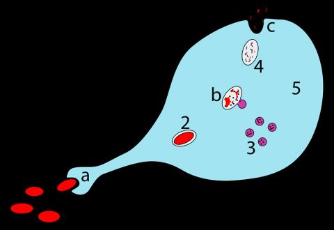 대식세포가 단계별로 병원균을 소화하는 모습 a. 식세포를 통한 소화. 식포 형성. b. 리소좀과 식포가 결합해 포식 용해소체를 만든다. 병균은 효소에 의해 분해됨. c. 이후 쓰레기를 배출하거나(그림) 혹은 동화됨. 1. 병원균 2. 식포 3. 리소즘 4. 쓰레기 5. 세포질 6. 세포막 Credit: Wikimedia / XcepticZP
