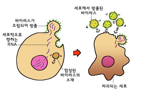 바이러스 복제 과정3-복제된 유전자의 유전 정보를 이용하여 바이러스 단백질 껍질을 합성한다. 바이러스 복제 과정4-새로운 바이러스들이 만들어져 세포 밖으로 방출되고, 숙주세포는 파괴된다. ⓒ윤상석