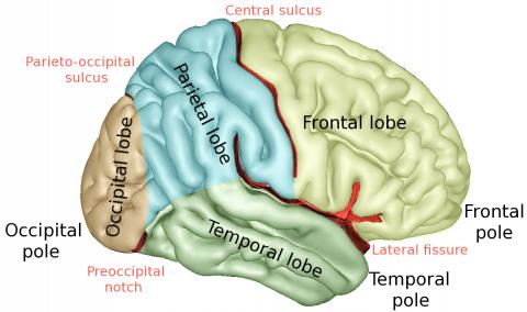 두뇌의 뇌엽과 주요 열구 및 경계. 오른쪽이 전두엽(Frotal Lobe) Credit: Wikimedia / Lokal_Profil