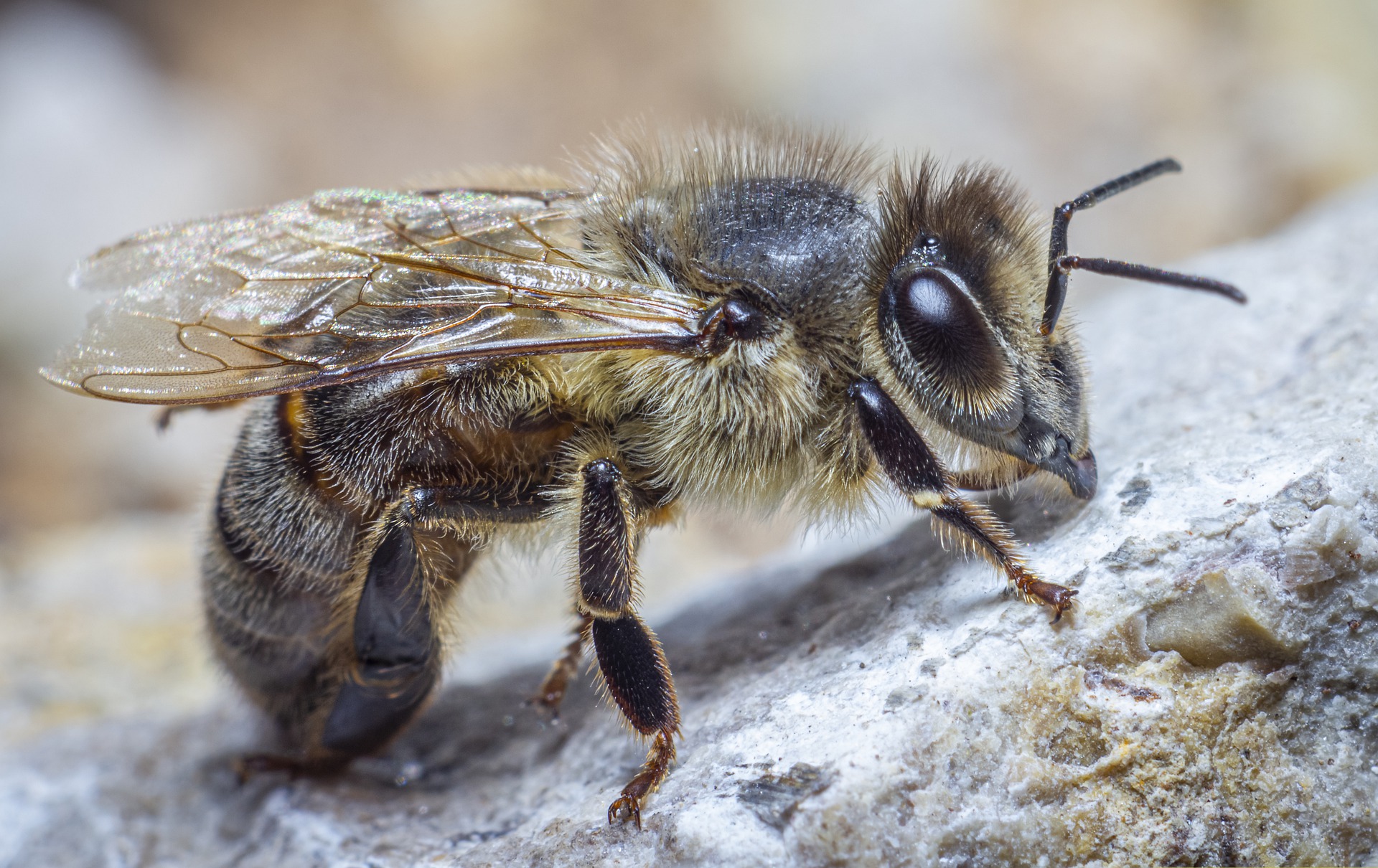 Bee population declined, but genetic diversity increased?  – Sciencetimes