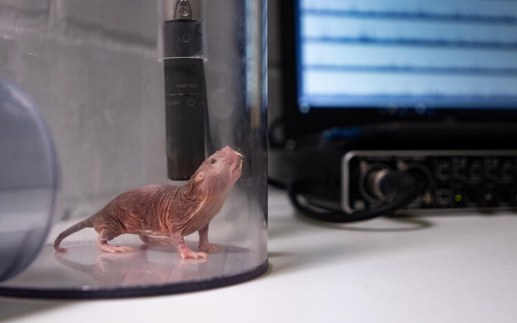 ‘Bumblebee Mole Rat’ also speaks dialect – Sciencetimes