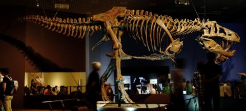 공포의 포식자, 티렉스는 몇 마리나 있었을까? – Sciencetimes 공포의 포식자, 티렉스는 몇 마리나 있었을까? – Sciencetimes