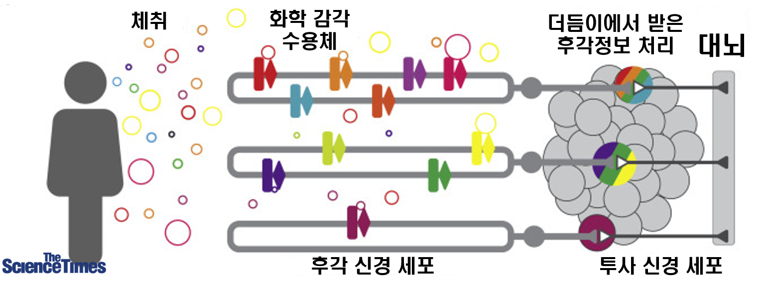 모기의 후각, ‘인간 맞춤형’으로 진화했다? – Sciencetimes
