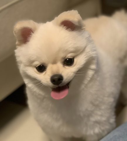 고양이 집사'의 역사, 인류 최초 문명에서부터 시작? – Sciencetimes 고양이 집사'의 역사, 인류 최초 문명에서부터 시작? – Sciencetimes