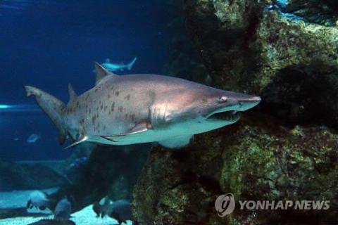 오늘날 상어는 기본적으로 고대의 상어와 비슷하지만 진화적으로는 많은 변화를 거쳤다. 경골어 중 하나인 상어가 어떻게 진화했는지 또한 이런 진화가 어떤 의미를 가지고 있는지는 계속해서 연구되고 있다. ⓒ 연합뉴스