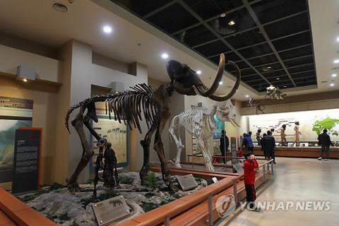 매머드는 긴 코와 긴 어금니를 가지고 있어 흡사 코끼리와 비슷한 모습을 하고 있지만, 혹심한 추위에도 견딜 수 있게 털이 자란 점이 다르다. 사진은 서대문자연사박물관에 전시중인 긴털매머드 화석. ⓒ 연합뉴스