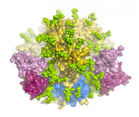 HIV 바이러스가 숙주세포에 침입할 때 사용하는 단백질인 삼량체(三量體)의 원래 형태를 극저온전자현미경을 이용해 고해상도로 재현한 모습 ⓒ The Scripps Research Institute