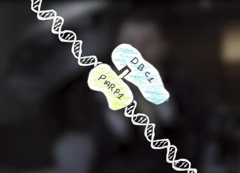 Unraveling the Mysteries of Aging (password: nmn) / https://vimeo.com/208689854 credit : HMS