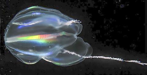 바다 빗해파리(Ctenophores)의 모습. 지금까지 알려져 있던 것과 달리 빗해파리가 해면 대신 지구상에 나타난 가장 초기 동물일 수 있다는 연구가 나왔다. Credit: Wikipedia Commons
