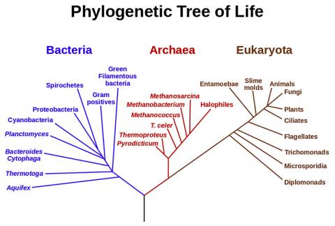 rRNA 유전자를 바탕으로 추론한 생명 발생 계통도. 세균, 고세균, 진핵생물(eucaryota)의 세 가지 생명 영역을 나타내고, 이 세 가지는 현재 살아있는 생물의 조상인 원시 유기체(Luca)에 연결된다. Credit: Wikipedia : NASA Astrobiology Institute