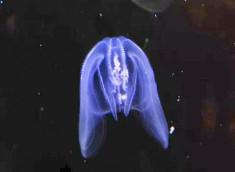 수족관에서 유영하는 빗해파리 모습. https://en.wikipedia.org/wiki/File:Comb_Jelly,_Shedd_Aquarium,_Chicago.webmhd.webm Credit: Wikipedia / Shedd Aquarium, Chicago
