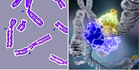 염색체가 다중으로 잘라져 나타나는 DNA 손상(왼쪽). 손상된 염색체를 DNA 라가아제가 복구하는 그림. Credit : Wikimedia Commons / Tom Ellenberger, Washington University School of Medicine in St. Louis(오른쪽)