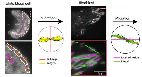 그림은 순간 형광 편광 현미경(instantaneous fluorescence polarization microscope)으로 촬영한, 이동하는 백혈구의 가장자리(붉은 선)와 움직이는 섬유아세포의 초점 부착(마젠타 선) 안에 있는 인테그린(노란색과 녹색)의 방향이 나타나 있다. 원형 히스토그램은 두 종류의 세포에서 인테그린이 이동방향에 따라 일관되게 방향을 잡는 것을 보여준다. CREDIT: (white blood cell) Pontus Nordenfelt, Travis Moore, Shalin Mehta; (fibroblast) Vinay Swaminathan, Shalin Mehta.
