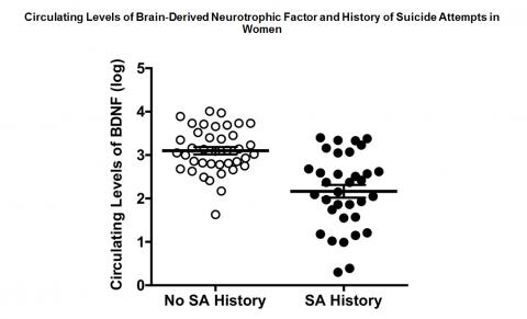 자살시도한 여성은 BDNF수준이 낮다 ⓒ Suicide and Life‐Threatening Behavior
