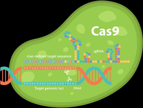 세대 유전자가위 기술인 ‘크리스퍼(CRISPR/Cas9)’을 활용할 경우 면역반응이 일어나 또 다른 질병을 일으킬 수 있다는 연구 결과가 발표돼 큰 목을 받고 있다. ⓒsynthego.com