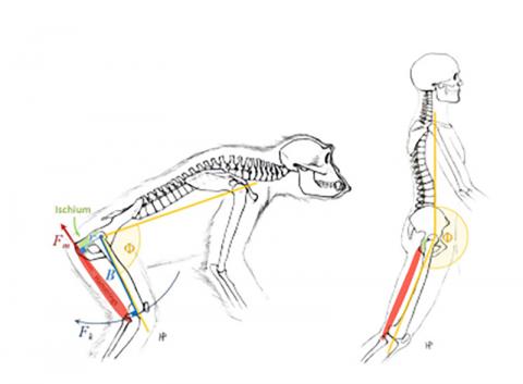 뉴욕시립대학 연구팀이 분석한 영장류(왼쪽)와 현 인류의 골격 비교. 골격 구조에 따라 직립보행 여부가 결정되는데 인류 조상 아르디가 직립보행을 한 것으로 나타나고 있다. ⓒE. Kozma et al., PNAS 10.1073 (2018)