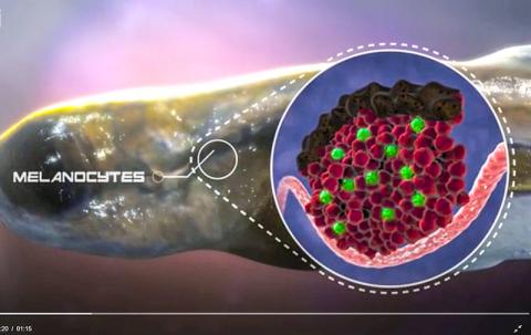 제브라피쉬 유생의 신장에 있는 조혈 줄기세포. 동영상 캡처. CREDIT: ZON LAB/HHMI/BOSTON CHILDREN'S HOSPITAL/HARVARD