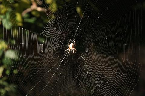 찰스 다윈 이후 과학자들이 큰 의문을 품었던새처럼 나르는 거미의 비밀이 최근 과학자들에 의해 밝혀지고 있다. 기류를 타고 흐르는 정전기를 활용하고 있는 것으로 나타나고 있다. ⓒ ScienceTimes