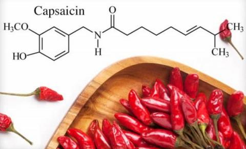 캡사이신은 고추의 매운 맛을 내는 주성분이다