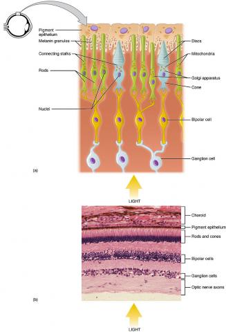 망막에 있는 세 가지 유형의 감광성 세포 중 두 가지인 간상체(rods)와 원뿔체(cones)의 기능적 부분들. Credit: Wikimedia Commons / OpenStax College