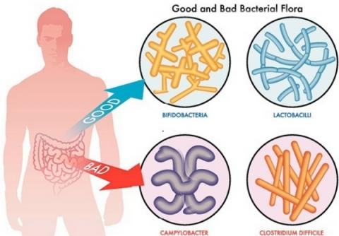 장내 미생물이 정신 건강에도 영향을 주는 것으로 밝혀져 관심이 모아지고 있다 ⓒ Quora.com