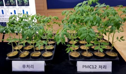 미생물이 식물 생장에 방해가 되는 스트레스를 줄여주는 것으로 나타났다 ⓒ 농촌진흥청