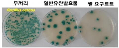 쌀 요구르트의 항균 효과. 유해균 증식을 억제한다 ⓒ 국립식량과학원
