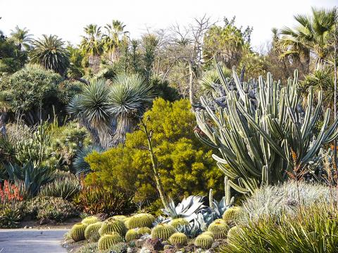 사막지대에서 선인장 같은 다육식물은 장기간의 가뭄에도 잘 견딘다. Credit: Wikimedia Commons / Pamla J. Eisenberg / Huntington Library Desert Garden Cactus 0215