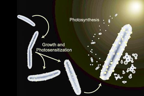 카드뮴이 공급된 무렐라 서모아세티카(Moorella thermoacetica) 박테리아는 몸체에 빛을 흡수하는 카드뮴 황화물 입자가 입혀진다. 이에 따라 햇빛과 이산화탄소를 가치 있는 화학제품으로 전환시킬 수 있는 하이브리드 인공 광합성 시스템이 만들어진다. CREDIT: Berkeley News