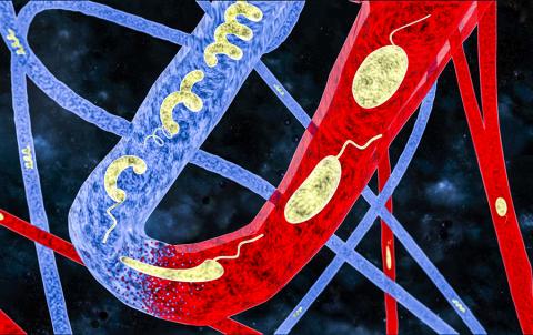 스위스 로잔연방공대와 쮜리히 연방공대 연구팀은 주변 환경에 따라 모양이 바뀔 수 있는 매우 작고 탄성을 지닌 마이크로 로봇을 개발했다. CREDIT: EPFL/ ETHZ