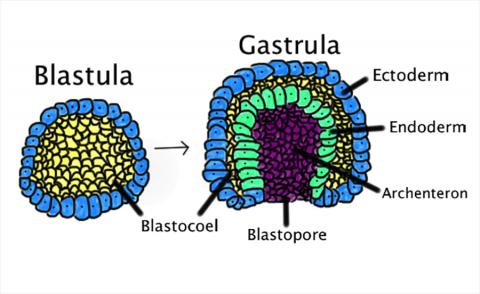 장배 형성 진행과정 모습. 장배 형성은 한 층으로 구성된 포배(blastula)가 안쪽으로 접히고 원장배(gastrula)를 만들기 위해 확대될 때 일어난다. 원장배는 외배엽과 중배엽 및 내배엽 등 세 개의 배아기관 층을 가지고 있다. ⓒ Wikimedia Commons / Abigail Pyne