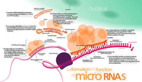 mRNA와 상호 작용하는 마이크로RNA(miRNA) 도해. 이번 연구에서는 생명체에 필수적인 마이크로RNA가 대사를 늦춘 초파리에서 만들어지지 않았으며, 마이크로RNA 없이도 살아남아 성장해서 성체가 된 것으로 확인됐다. 출처: Wikimedia / Kelvinsong