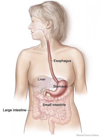 소화 장관(GI)과 뇌 기능 및 발달 사이의 관계를 나타내는 장-뇌 축(gut–brain axis). 수년 전의 연구 결과 파킨슨병을 앓고 있는 환자들과 정상인들의 장내 세균에는 차이가 있는 것으로 나타났다. Credit: Wikimedia / National Cancer Institute