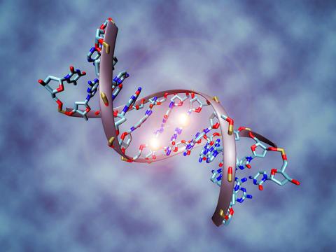 메틸화된 DNA 분자 그림. 가운데 두 개의 흰 구는 메틸 그룹을 나타낸다. 이 구들은 DNA 염기서열을 구성하는 두 개의 시토신 뉴클레오티드 분자에 결합돼 있다. Credit: Wikimedia / Christoph Bock, Max Planck Institute for Informatics