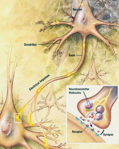 일반적인 뇌 활동에서 뉴런들은 축색돌기(axon)를 따라 이동하는 전기신호를 발생한다. 전기신호가 시냅스로 불리는 연결점에 도달하면 신경전달물질이 방출된다. 이 신경전달물질이 다른 세포의 수용체와 결합해 전기적 활동을 변화시킨다. 기억의 경우 해마의 뉴런 중심체에서 생성된 CPEB3가 축색돌기를 따라 이동해 시냅스에서 방출됨으로써 기억 생성과 유지를 돕는다. Credit: Wikimedia / NIH / NIA